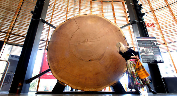 University of Arizona Tree Ring Lab